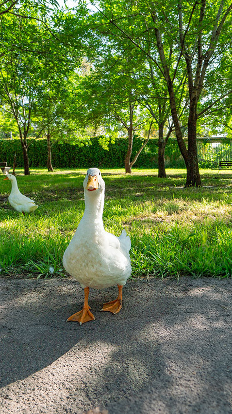 Pato en el Parque Metropolitano de León