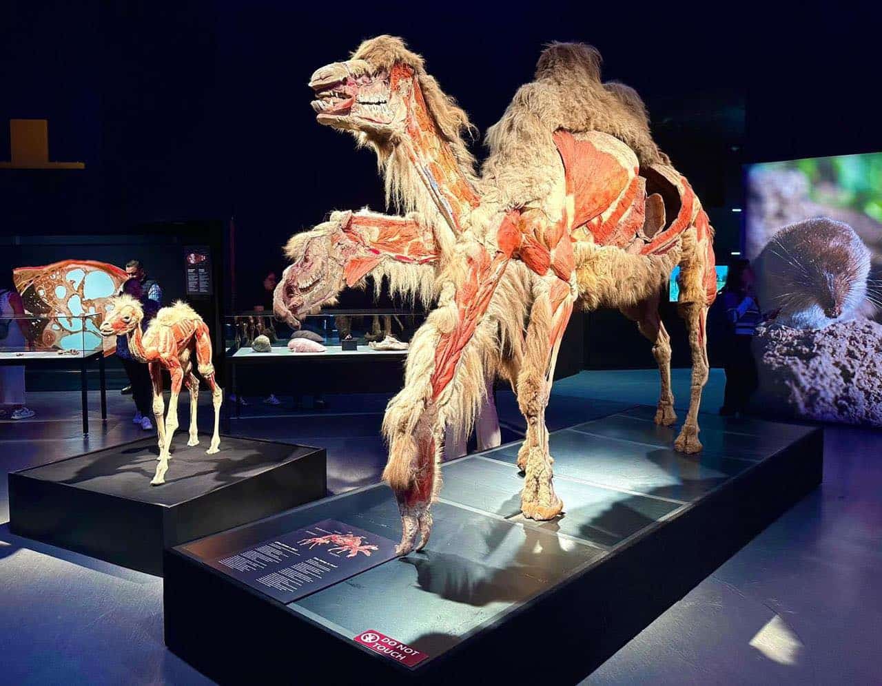 Body Worlds Animal Inside Out Llega A Le n Con M s De 100 Ejemplares 
